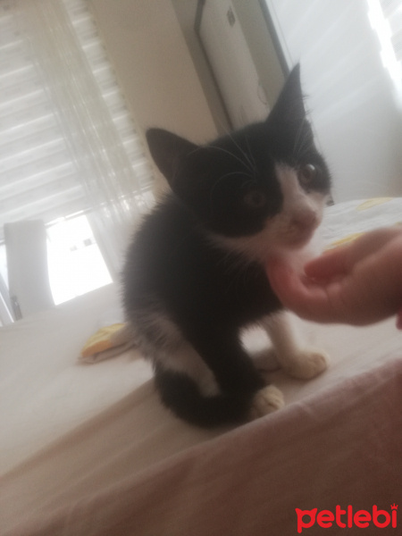 Tekir Kedi, Kedi  Mırmırıma ACİL!! yuva fotoğrafı