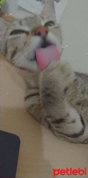 Tekir Kedi, Kedi  Bayan Peregrine fotoğrafı