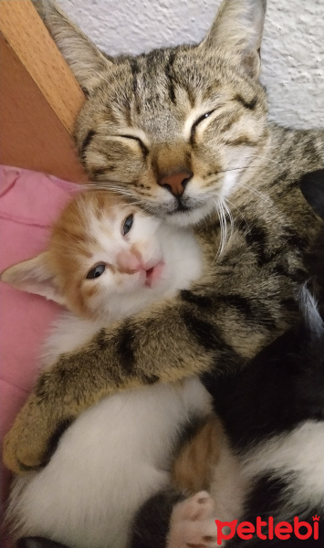 Tekir Kedi, Kedi  Bayan Peregrine fotoğrafı