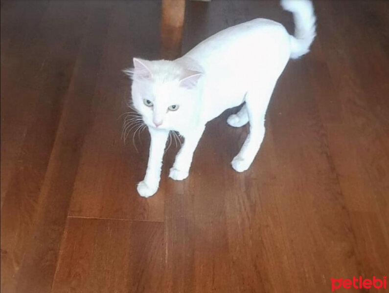 Ankara Kedisi, Kedi  Maya vanilya baran fotoğrafı