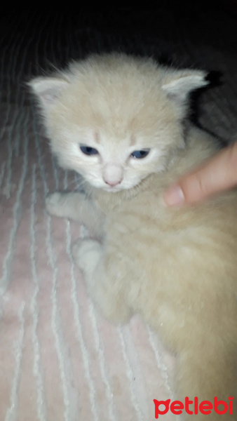 British Shorthair, Kedi  Pamuk fotoğrafı