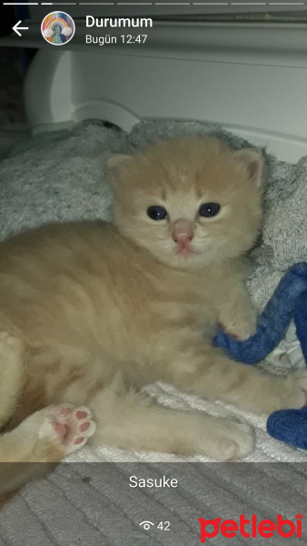 British Shorthair, Kedi  Pamuk fotoğrafı