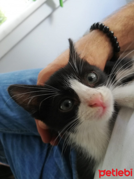 Tuxedo (Smokin) Kedi, Kedi  Panda fotoğrafı