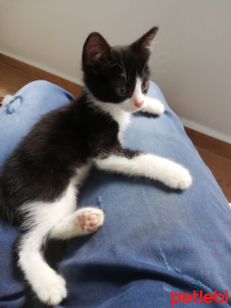 Tuxedo (Smokin) Kedi, Kedi  Panda fotoğrafı