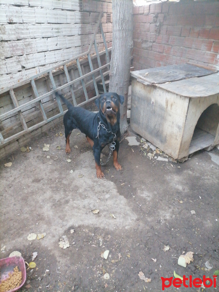 Rottweiler, Köpek  Paşa fotoğrafı