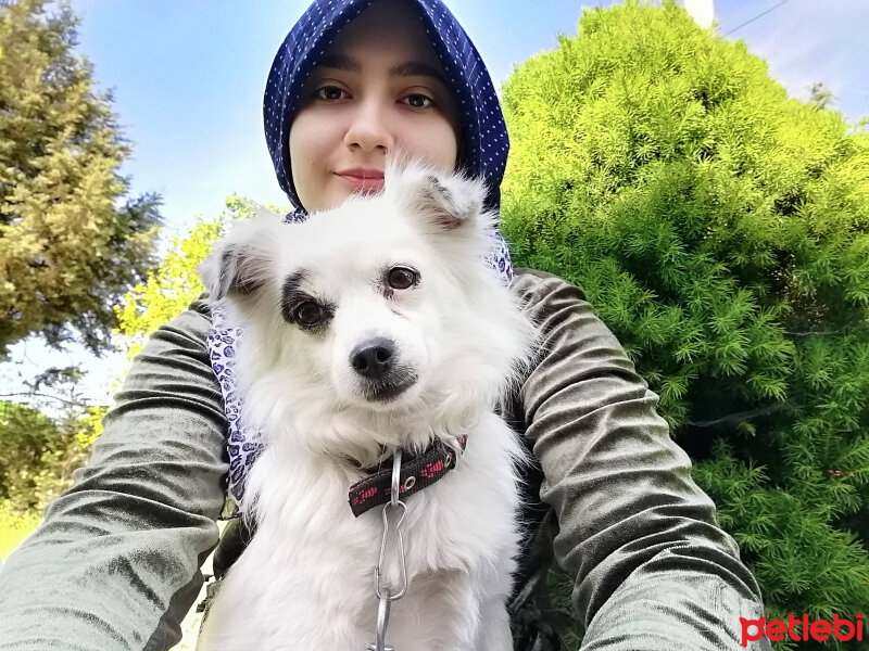 Pomeranyalı, Köpek  Lavinia fotoğrafı