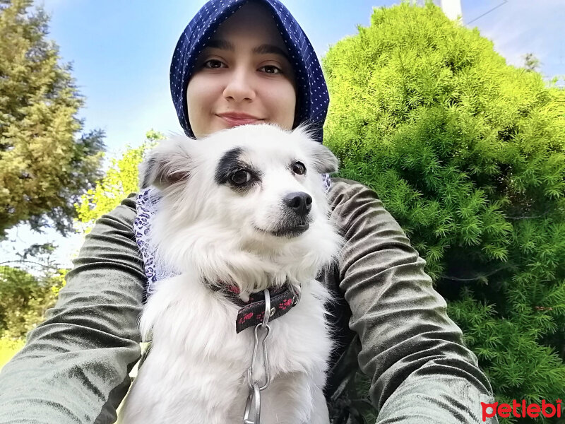 Pomeranyalı, Köpek  Lavinia fotoğrafı