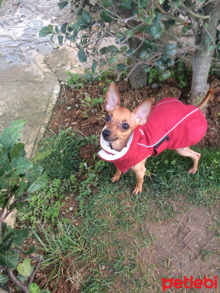 Chihuahua, Köpek  Yoda fotoğrafı