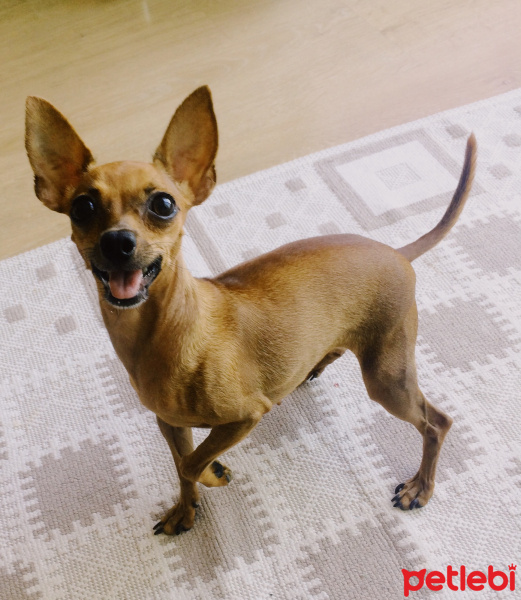 Chihuahua, Köpek  Yoda fotoğrafı