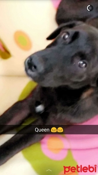 Sokö (Sokak Köpeği), Köpek  Queen fotoğrafı