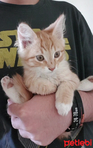 Sarman, Kedi  cheddar fotoğrafı