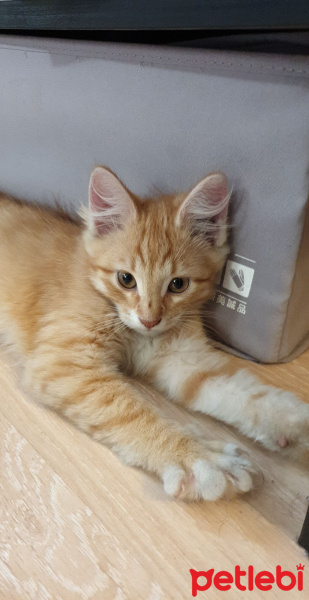 Sarman, Kedi  cheddar fotoğrafı