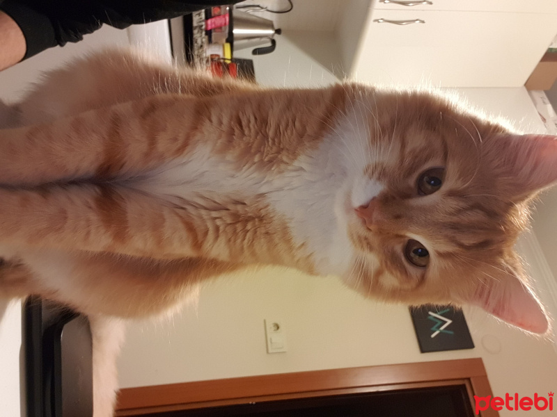 Sarman, Kedi  cheddar fotoğrafı