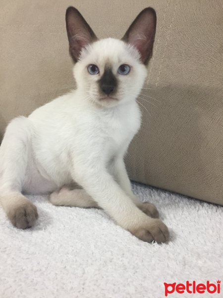 Siyam Kedisi, Kedi  mia fotoğrafı