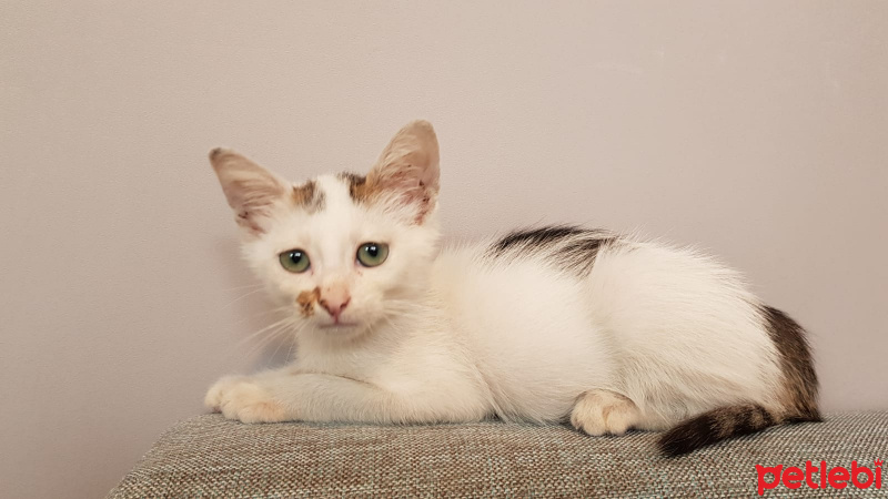 Tekir Kedi, Kedi  Yavru fotoğrafı