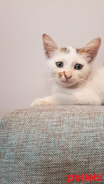 Tekir Kedi, Kedi  Yavru fotoğrafı