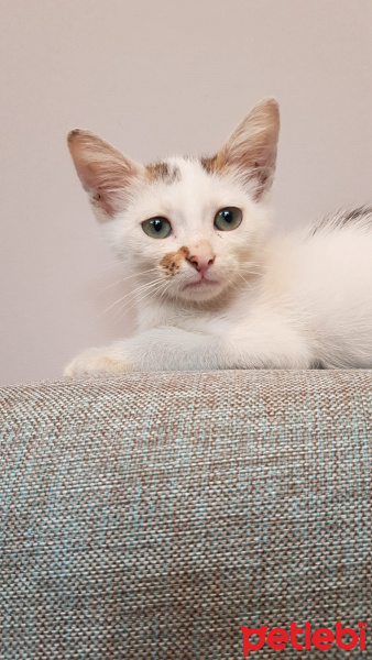 Tekir Kedi, Kedi  Yavru fotoğrafı