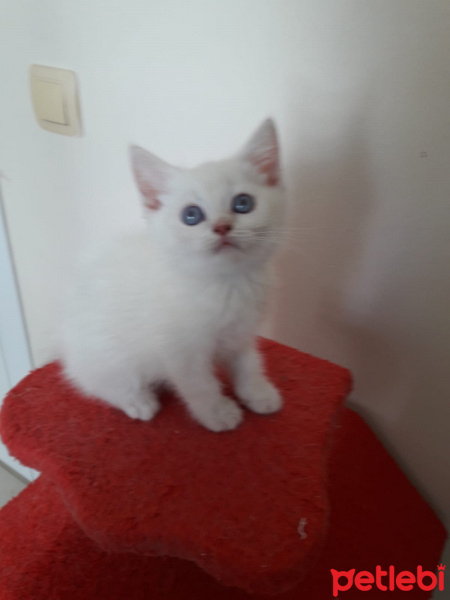 Scottish Fold, Kedi  Maviş fotoğrafı