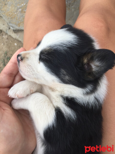 Border Collie, Köpek  Rüzgar fotoğrafı