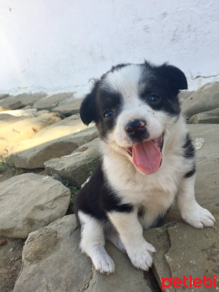 Border Collie, Köpek  Rüzgar fotoğrafı