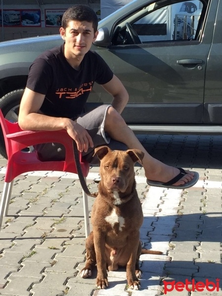 Amerikan Pitbull Terrier, Köpek  Zorro fotoğrafı