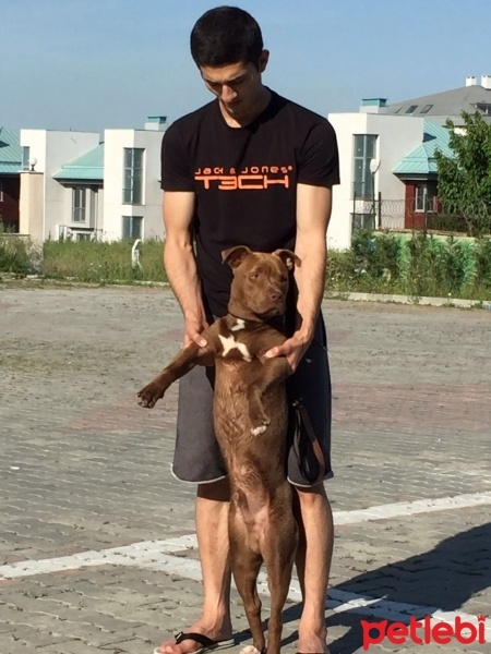Amerikan Pitbull Terrier, Köpek  Zorro fotoğrafı
