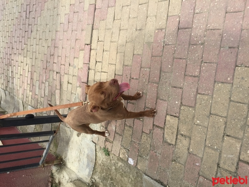 Amerikan Pitbull Terrier, Köpek  Zorro fotoğrafı