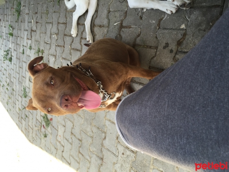Amerikan Pitbull Terrier, Köpek  Zorro fotoğrafı