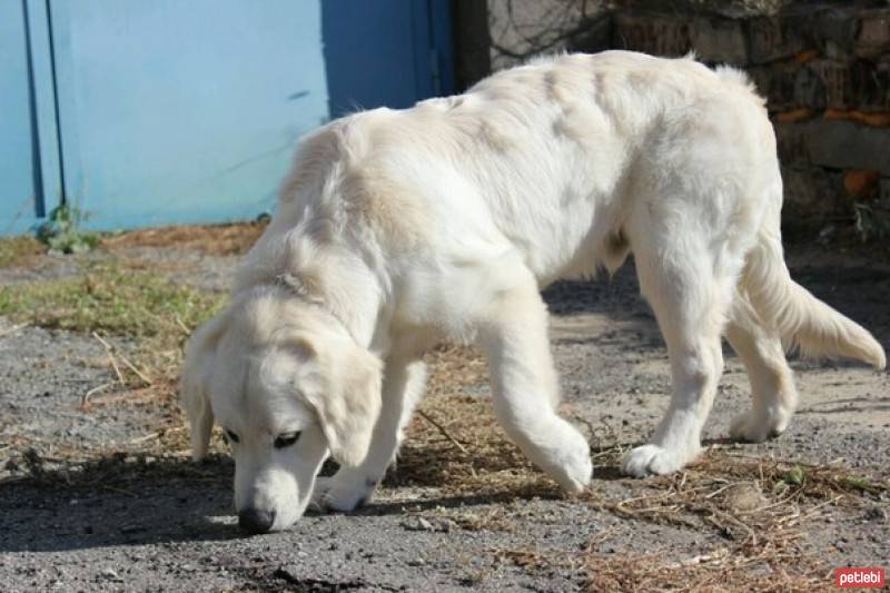 Golden Retriever, Köpek  astro fotoğrafı