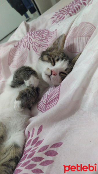 Tekir Kedi, Kedi  Yok fotoğrafı