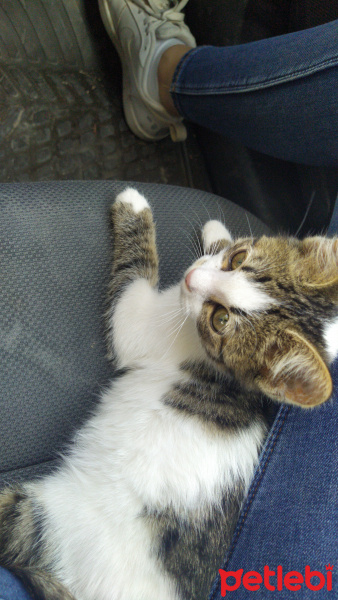 Tekir Kedi, Kedi  Yok fotoğrafı