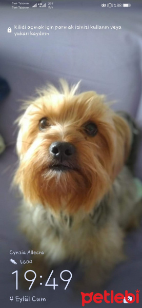 Yorkshire Terrier, Köpek  Asil fotoğrafı