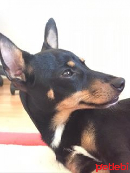 Chihuahua, Köpek  ares fotoğrafı