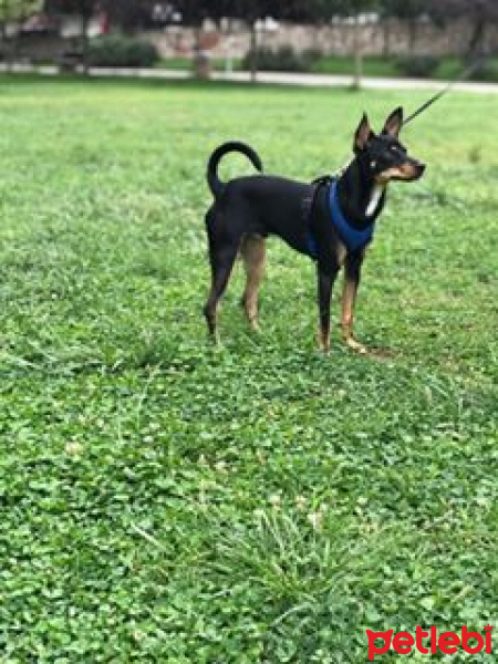 Chihuahua, Köpek  ares fotoğrafı