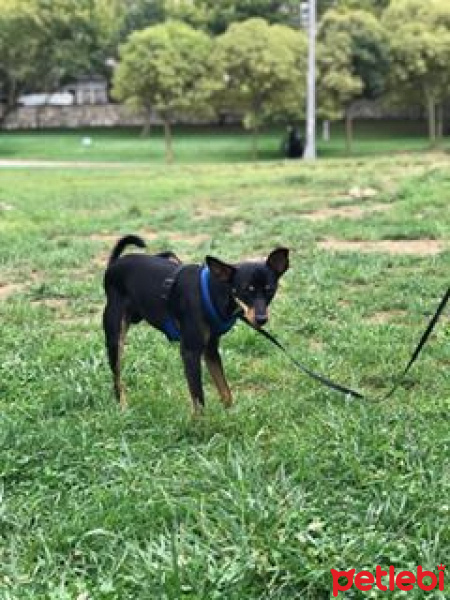 Chihuahua, Köpek  ares fotoğrafı