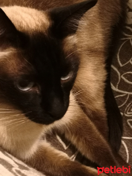 Siyam Kedisi, Kedi  Çakıl fotoğrafı