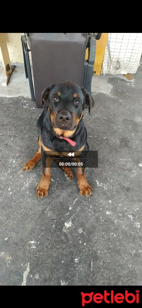 Rottweiler, Köpek  Boss fotoğrafı