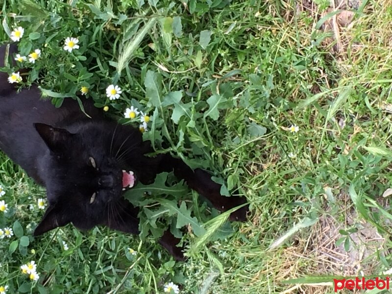 Bombay, Kedi  karabiber fotoğrafı