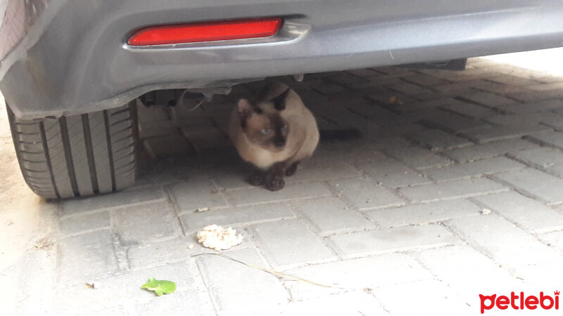 Siyam Kedisi, Kedi  Siyam fotoğrafı