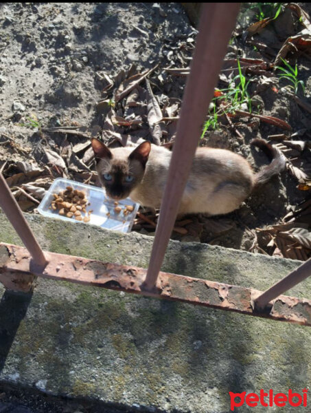 Siyam Kedisi, Kedi  Siyam fotoğrafı