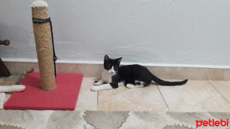 Tuxedo (Smokin) Kedi, Kedi  Zeyna fotoğrafı