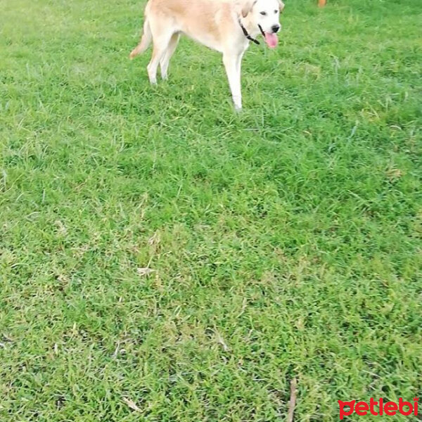 Sokö (Sokak Köpeği), Köpek  Carlos fotoğrafı