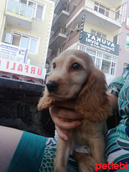 İngiliz Cocker Spaniel, Köpek  Lodos fotoğrafı