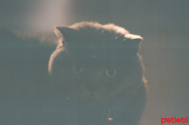British Shorthair, Kedi  Cedi Duman fotoğrafı