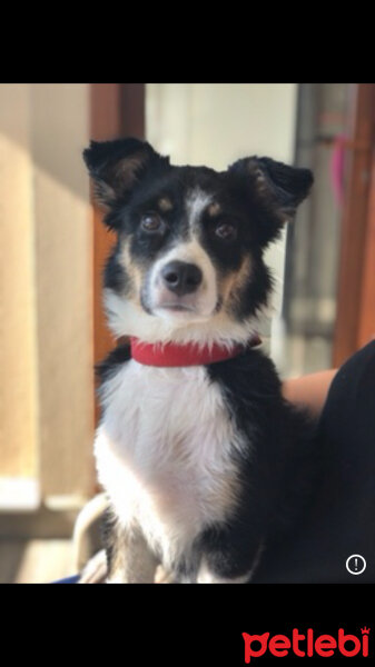 Border Collie, Köpek  Ballı fotoğrafı