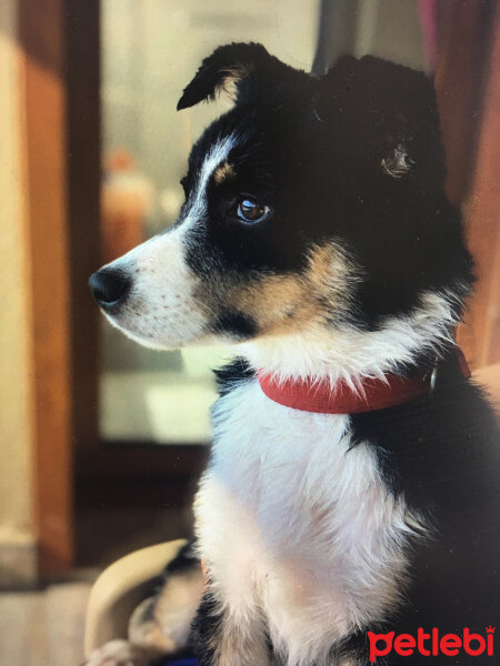 Border Collie, Köpek  Ballı fotoğrafı