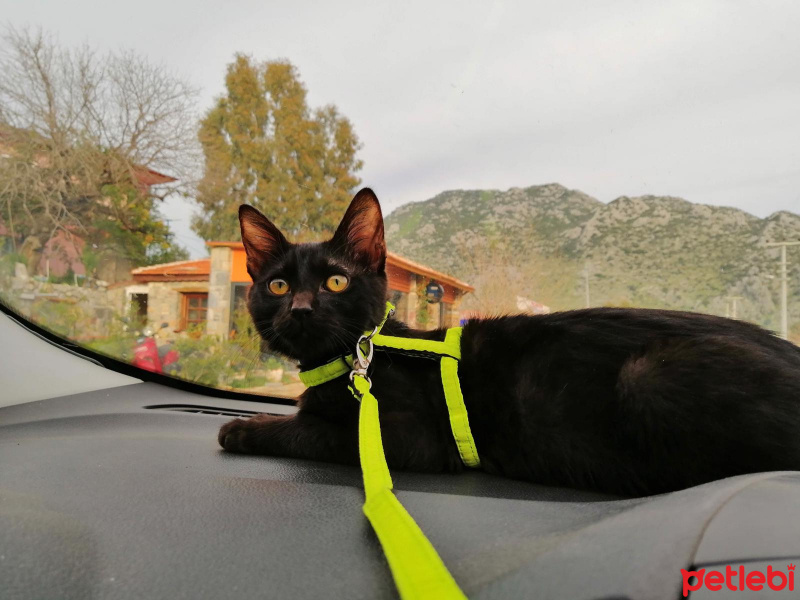 Bombay, Kedi  Üzüm fotoğrafı