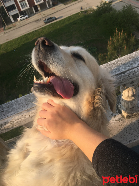 Golden Retriever, Köpek  Zeyna fotoğrafı
