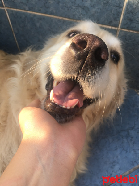 Golden Retriever, Köpek  Zeyna fotoğrafı