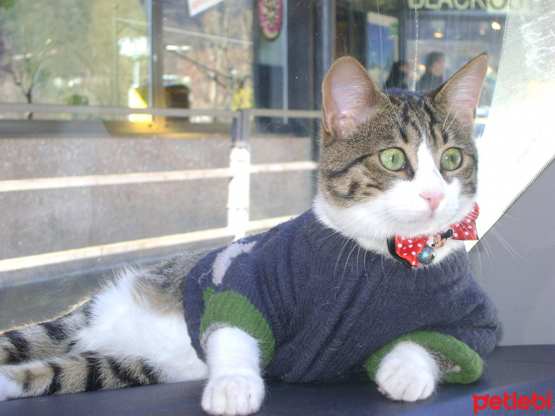 Tekir Kedi, Kedi  boncuk fotoğrafı